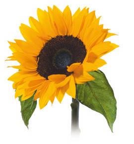 High oleic sunflower oil